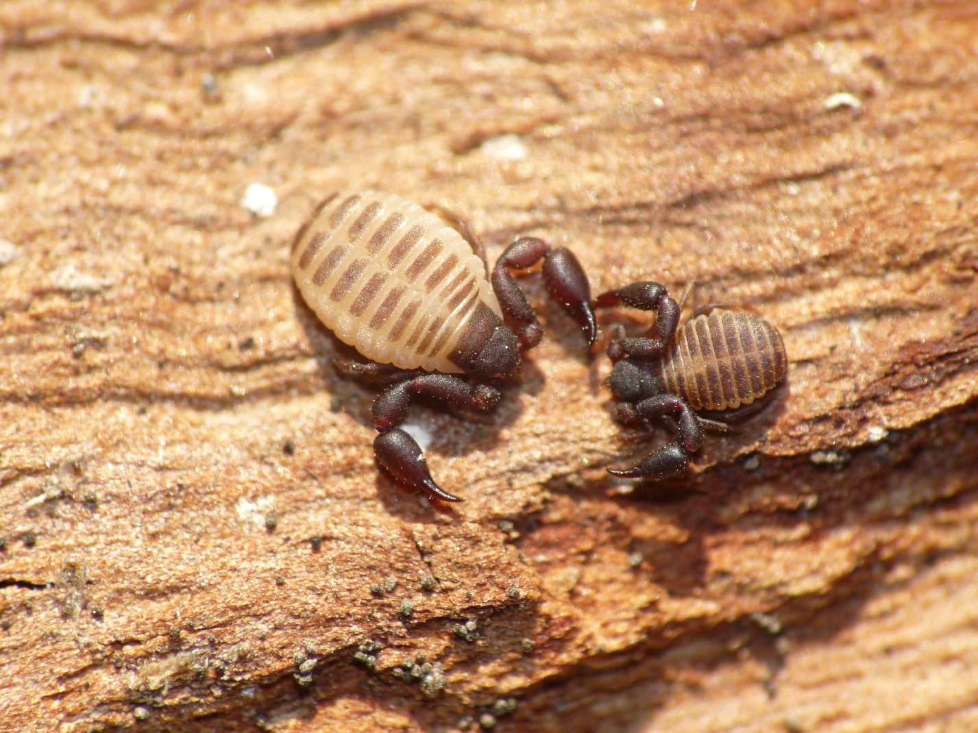 neonato euscorpius